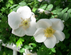 Rosa pimpinellifolia