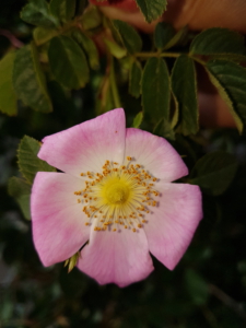 Rosa canina